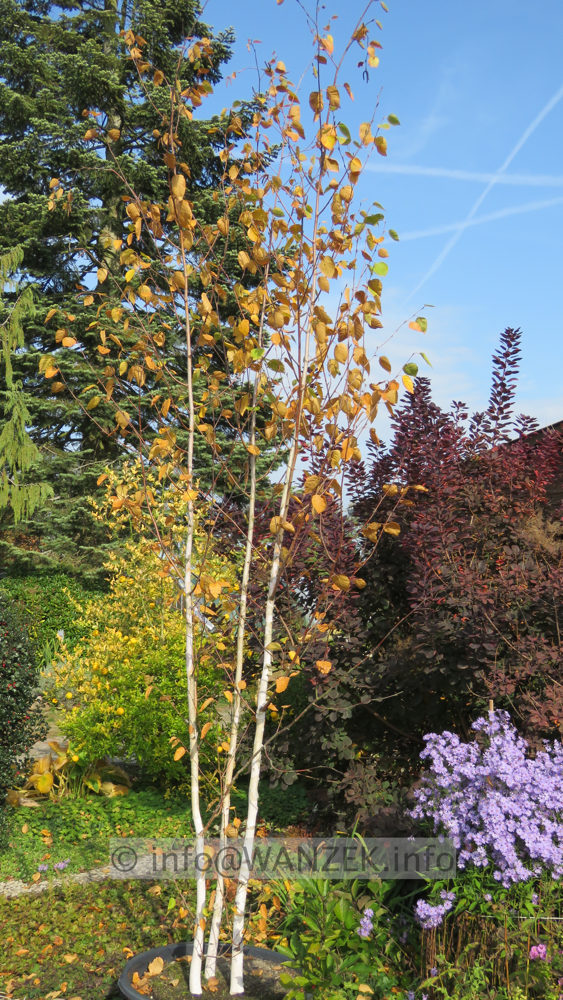 Betula utilis Doorenbos - 3-staemmig 4m Herbst.JPG